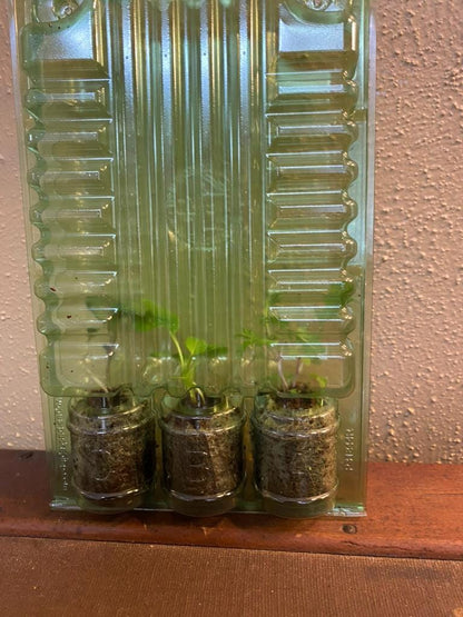 Lettuce Starter Plants | Live Lettuce Plugs for Garden | Fresh Salad Greens