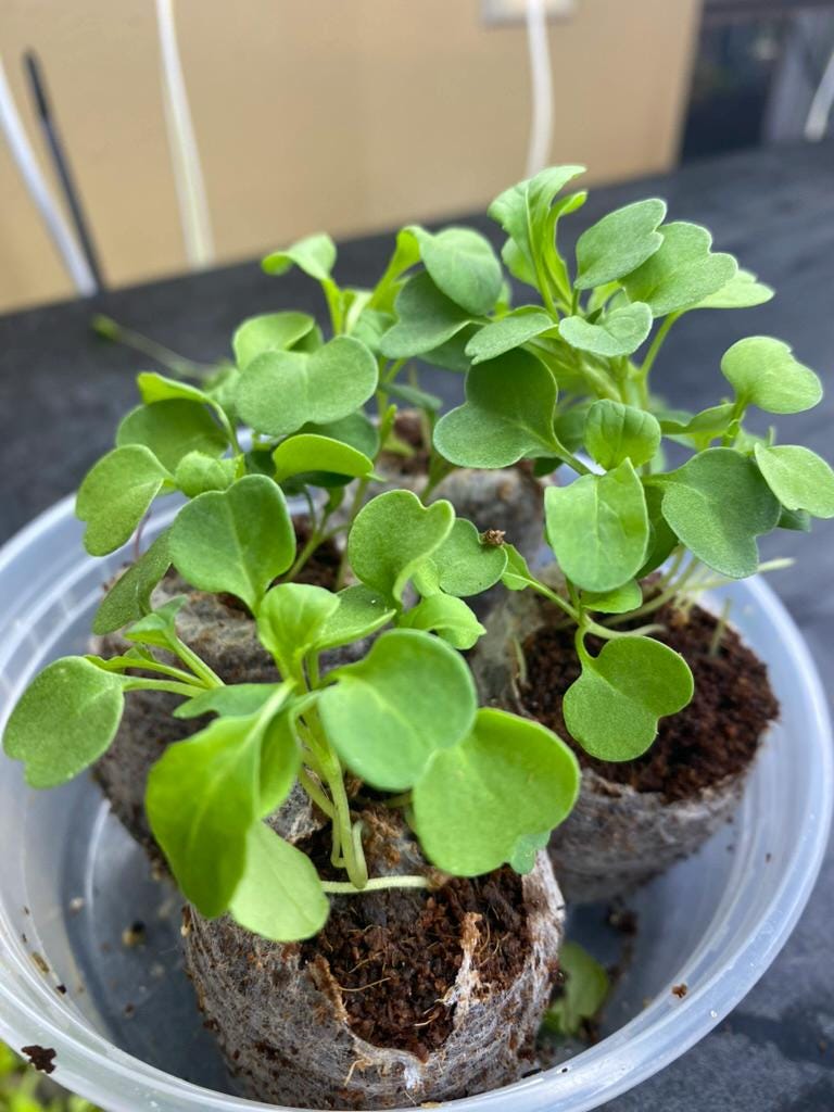 Lettuce Starter Plants | Live Lettuce Plugs for Garden | Fresh Salad Greens