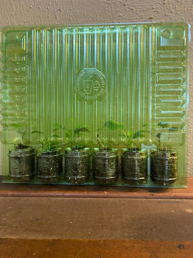 Natures Superfoods Starter Plugs | Live Superfood Vegetable Plants | Nutrient Dense Greens