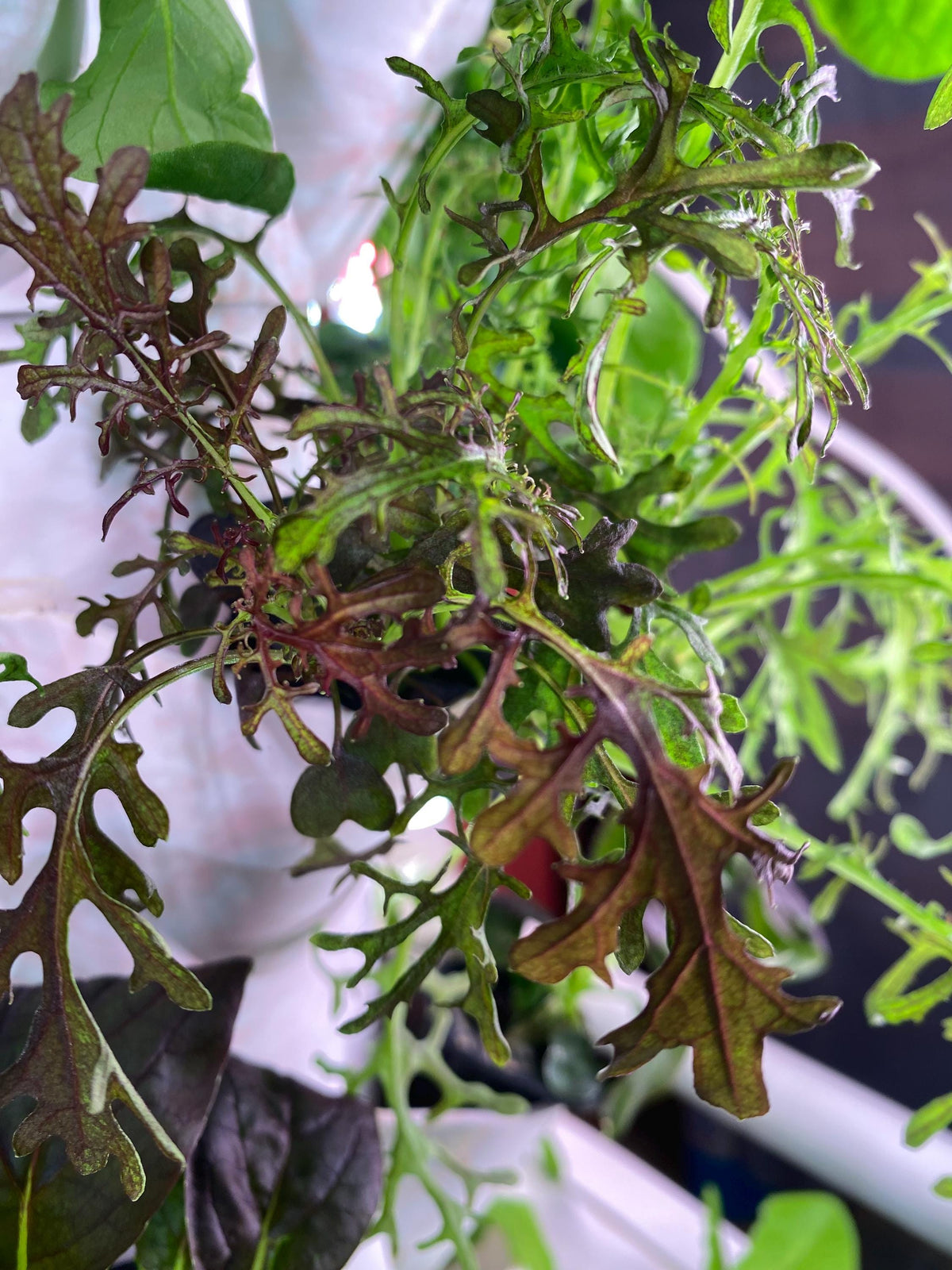 Tangled frilly purple-green mizuna-like foliage, plug roots visible, Asian greens seedlings for hydroponic or soil gardens