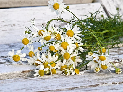 Fresh sprigs of Roman chamomile plant laid on whitewashed wood, feathery green foliage and tiny daisy blooms