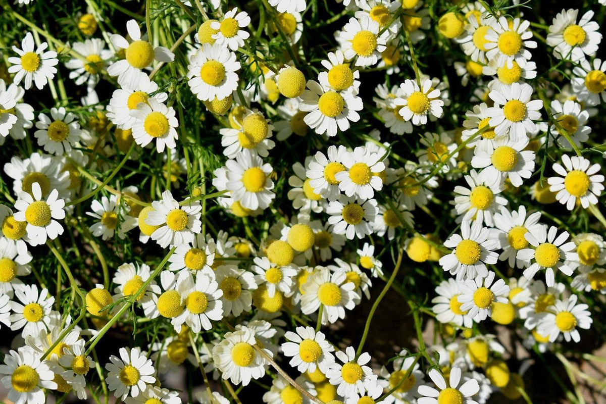 Dense carpet of flowering chamomile plant, abundant white daisy heads and green foliage for a cottage garden