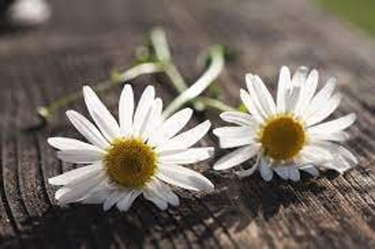 Three chamomile blooms resting on rustic wood, delicate white petals and yellow centers, perennial herb plant view