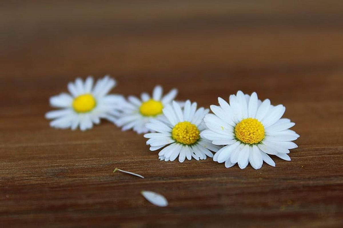 Scattered small chamomile blossoms on a dark wooden table, simple cottage garden charm, ideal gardener gift vibe