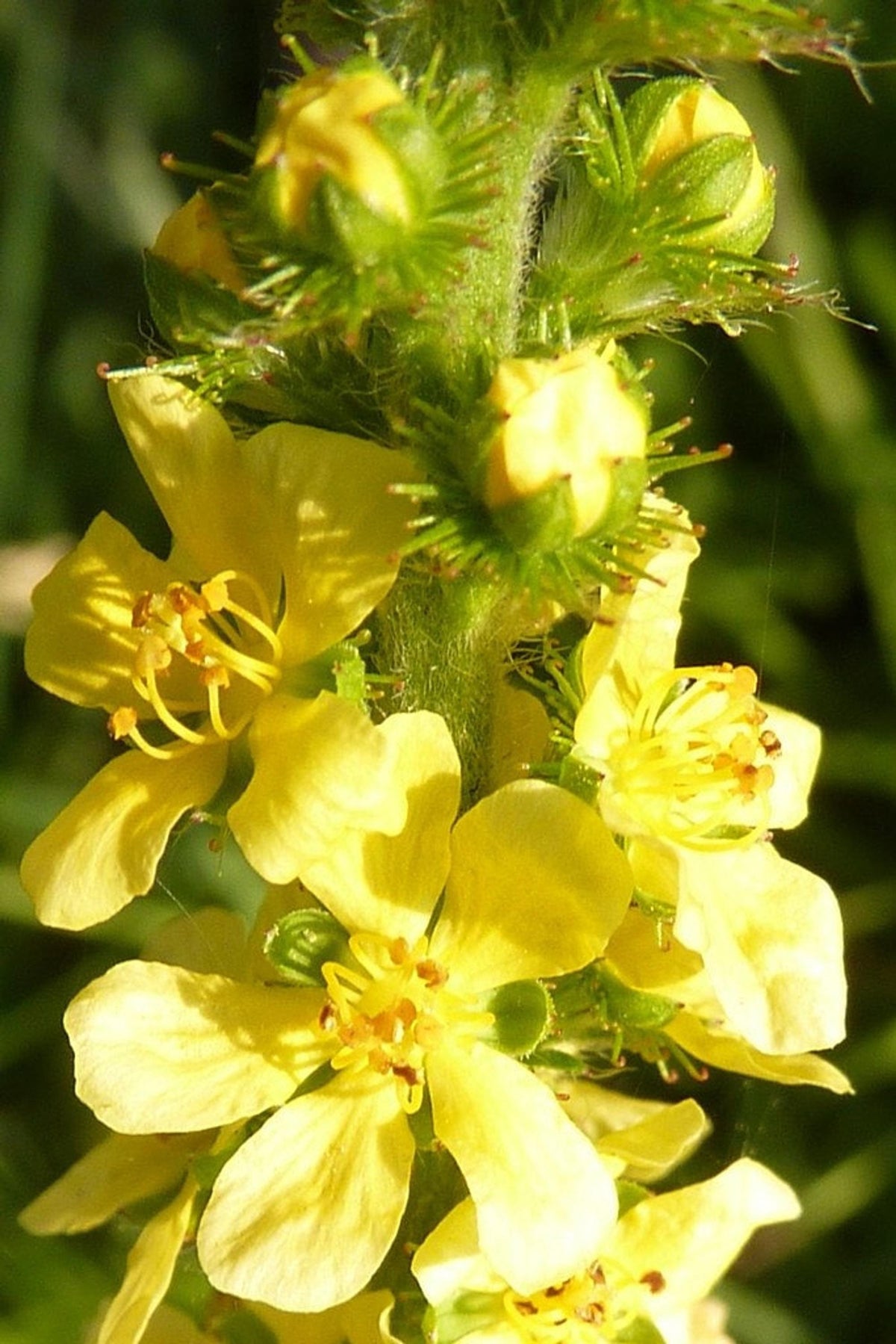 Close-up of mid spike on Agrimonia eupatoria plant, clustered yellow blooms and fuzzy buds for pollinators