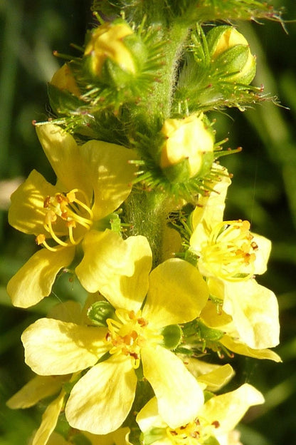 Close-up of mid spike on Agrimonia eupatoria plant, clustered yellow blooms and fuzzy buds for pollinators