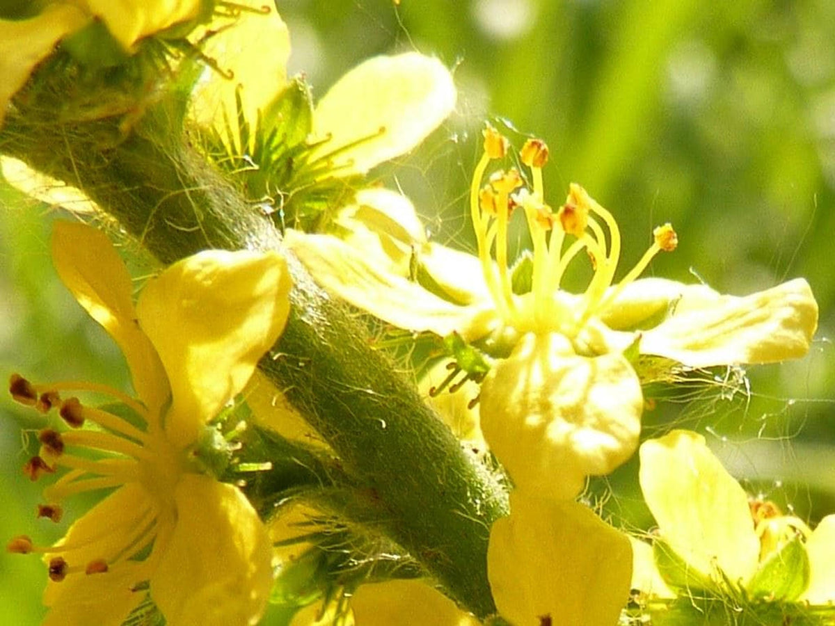 Macro of single five-petaled agrimony herb plant flower, visible stamens, nectar guides, butterfly attractant