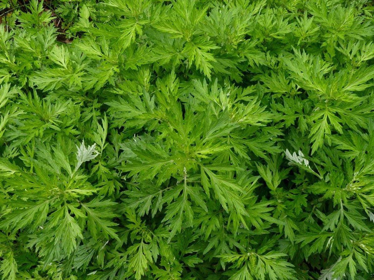 Dense chartreuse, finely cut mugwort plant crown, aromatic perennial herb plant for borders