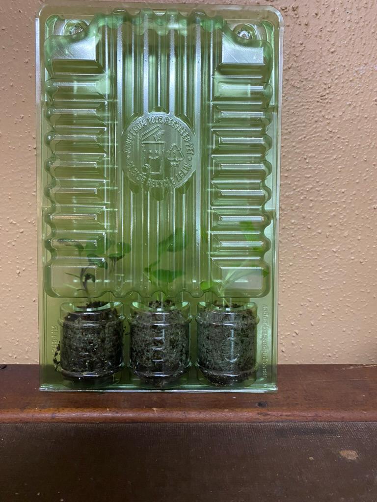 Asian Greens Starter Plugs | Live Mixed Greens Plants for Garden | Bok Choy Tatsoi Mizuna