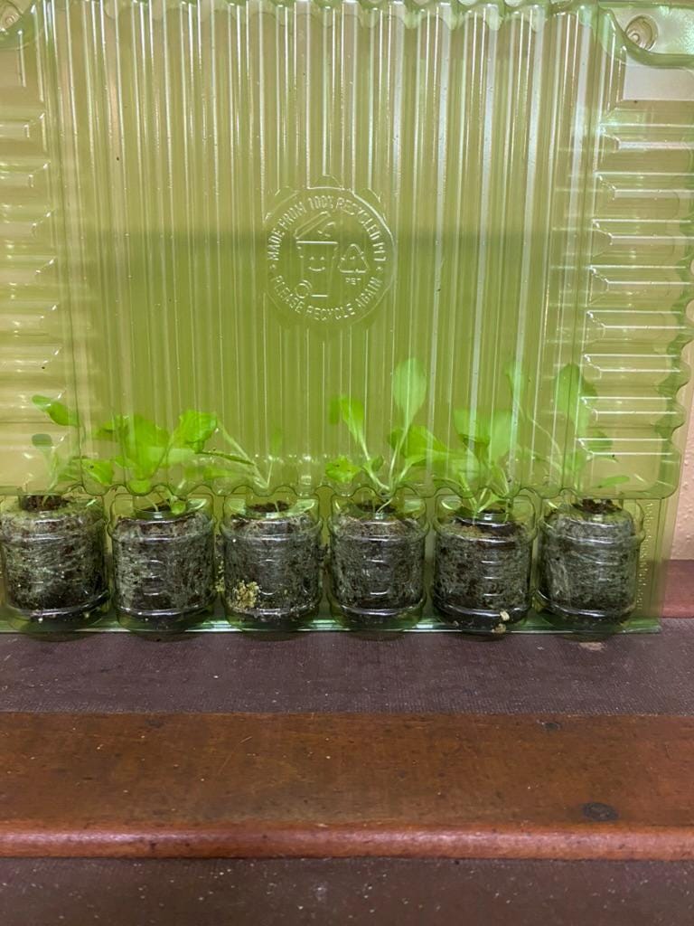 Lettuce Starter Plants | Live Lettuce Plugs for Garden | Fresh Salad Greens