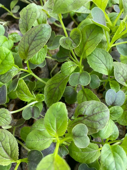 Natures Superfoods Starter Plugs | Live Superfood Vegetable Plants | Nutrient Dense Greens