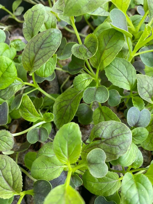 Natures Superfoods Starter Plugs | Live Superfood Vegetable Plants | Nutrient Dense Greens