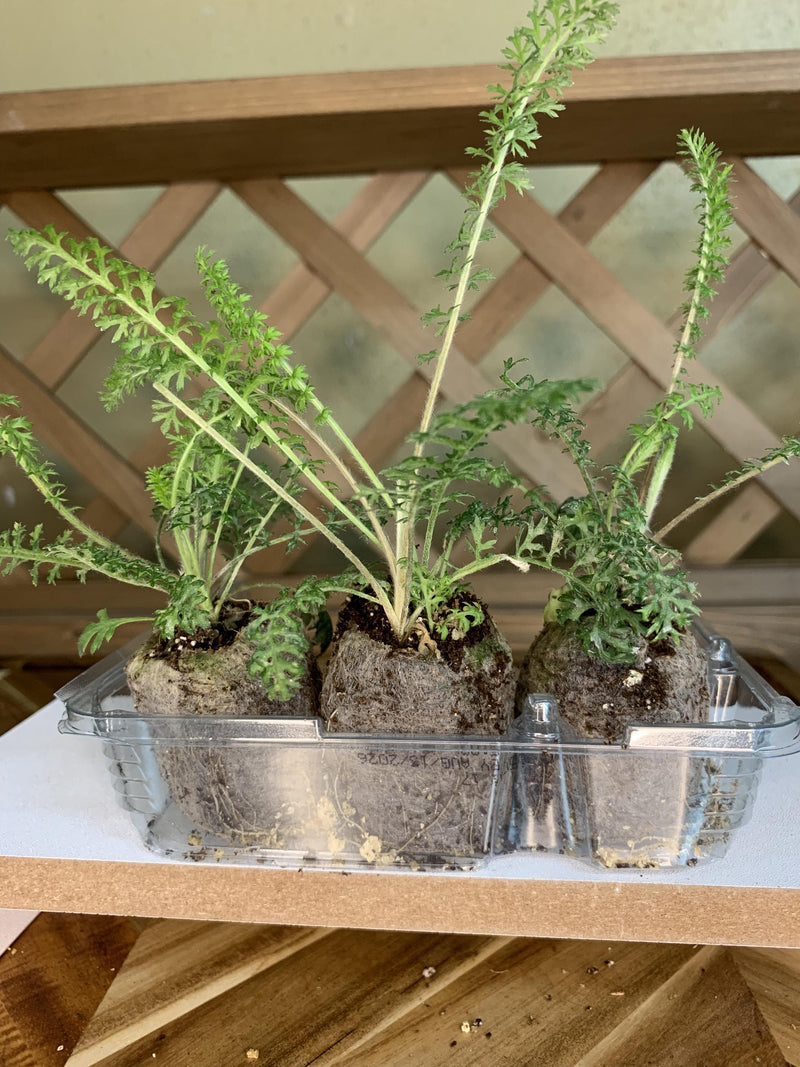 Yarrow live plant, Hardy perennial herb, White blooms in 3 starter plugs or 3.25 inch pot
