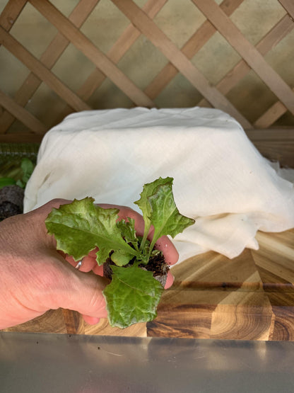 Lettuce Starter Plants | Live Lettuce Plugs for Garden | Fresh Salad Greens