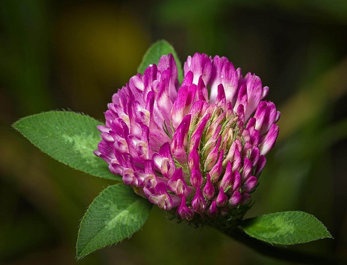 Close-up magenta red clover live plant bloom with three-part green leaves, bee friendly.