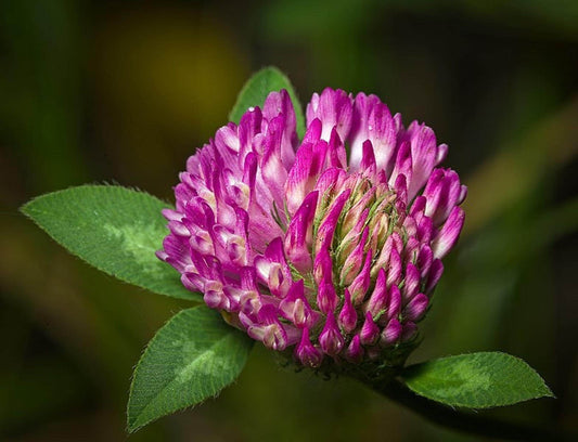 Close-up magenta red clover live plant bloom with three-part green leaves, bee friendly.