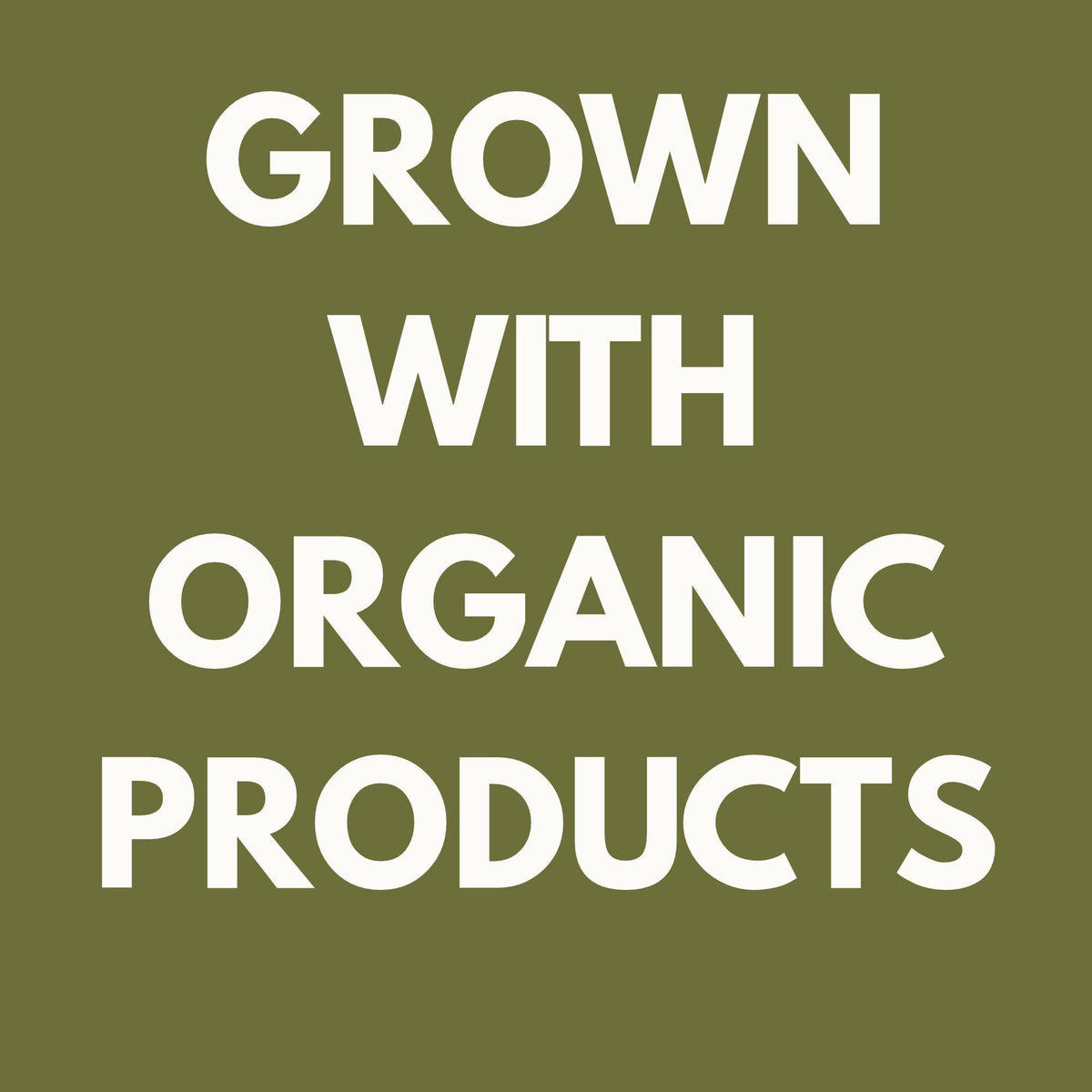 Basil Starter Plant | Live Basil Plug for Garden or Pot | Culinary Herb Starter