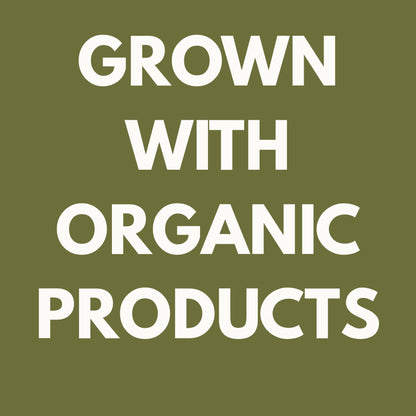 Arugula Starter Plant | Live Organic Arugula Plug | Peppery Salad Green