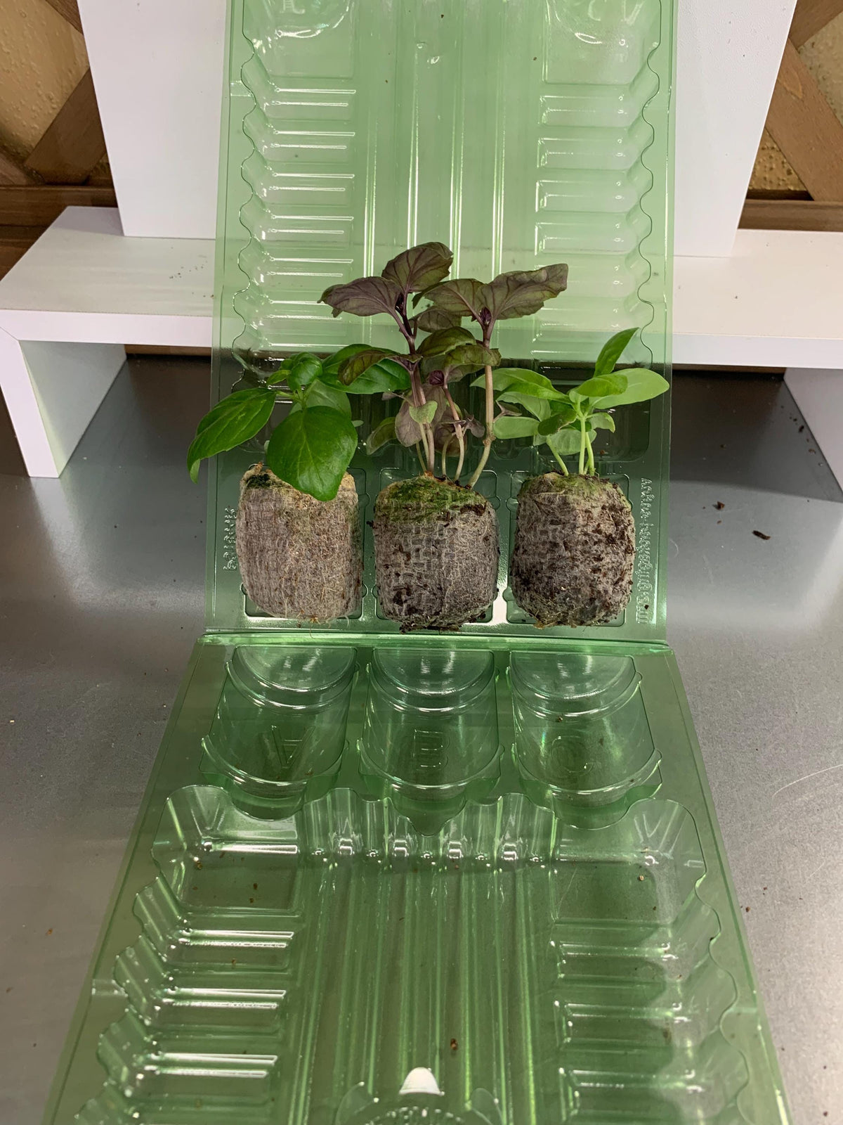 Live Basil Plants, 3 Established Plugs for Containers, Ready for Soil or Hydroponic Systems