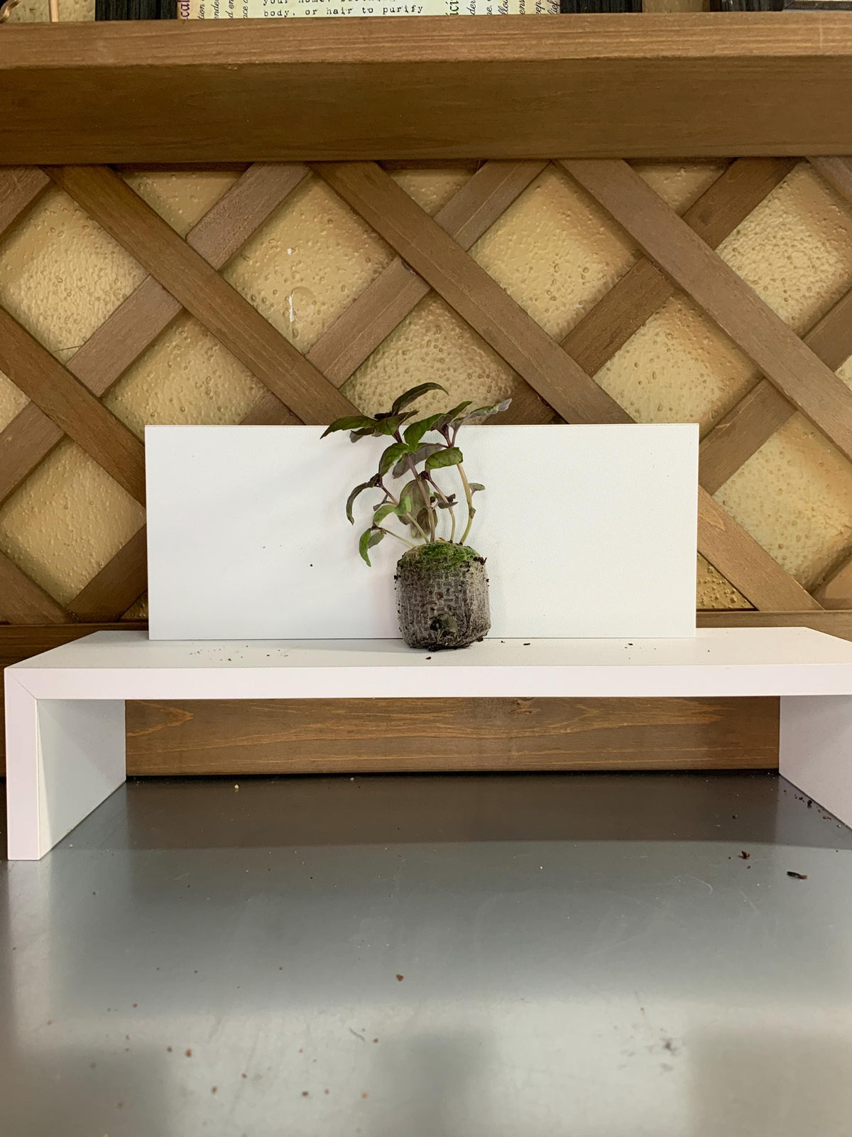 Live Basil Plants, 3 Established Plugs for Containers, Ready for Soil or Hydroponic Systems