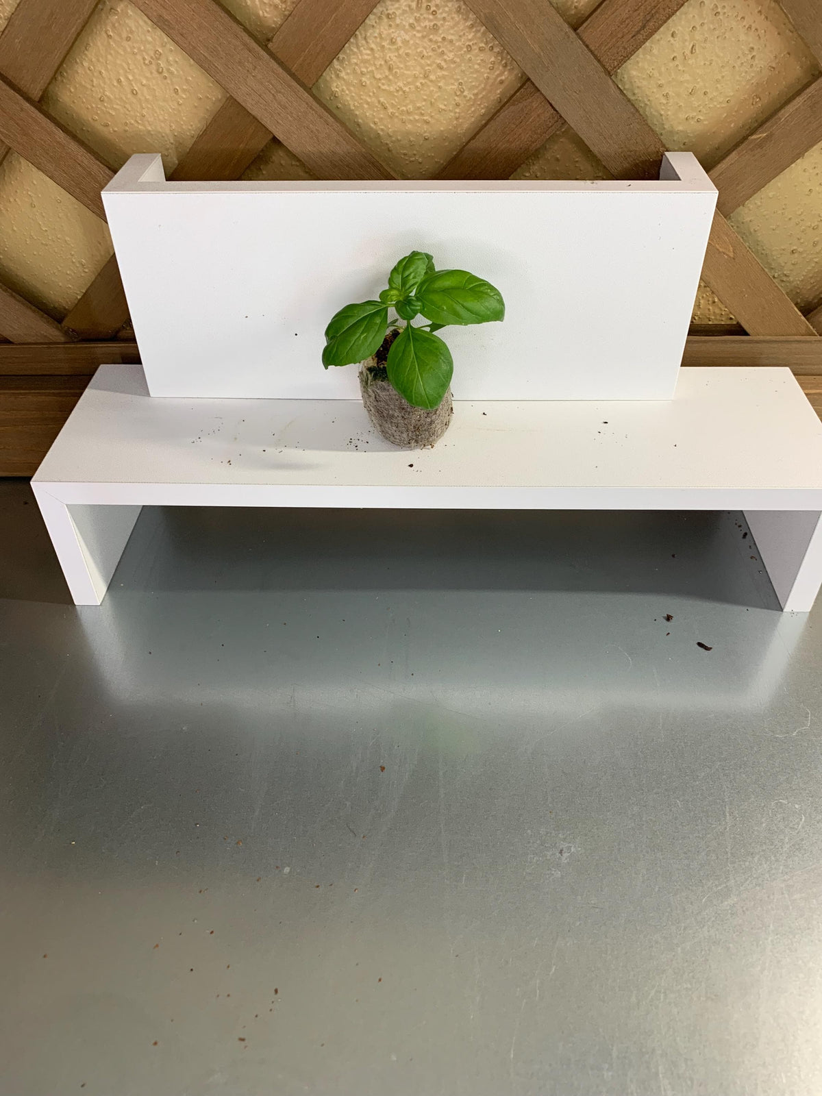 Live Basil Plants, 3 Established Plugs for Containers, Ready for Soil or Hydroponic Systems