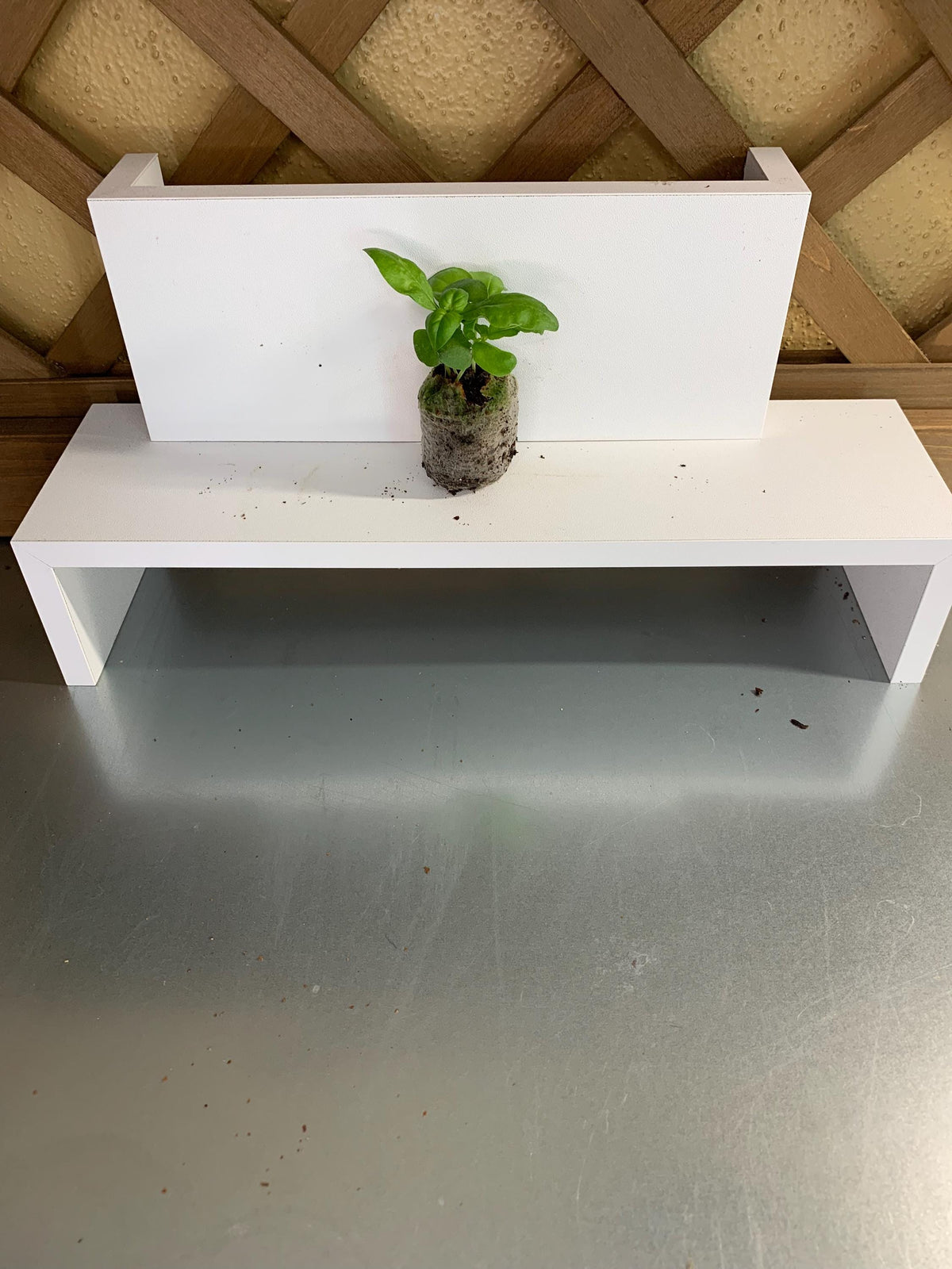 Live Basil Plants, 3 Established Plugs for Containers, Ready for Soil or Hydroponic Systems