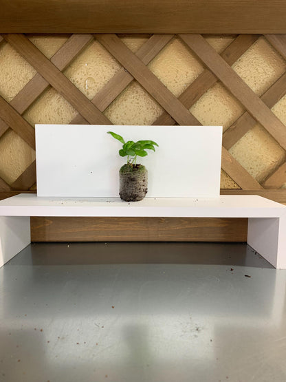 Live Basil Plants, 3 Established Plugs for Containers, Ready for Soil or Hydroponic Systems