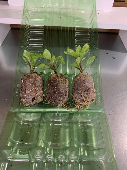 Gynura plant, 3 Starter plugs, Plant seedlings