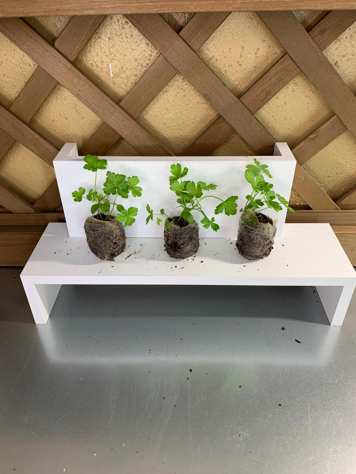 Parsley Seedlings, 3 Live Plugs for Garden Transplants, Soil or Hydroponic Growing