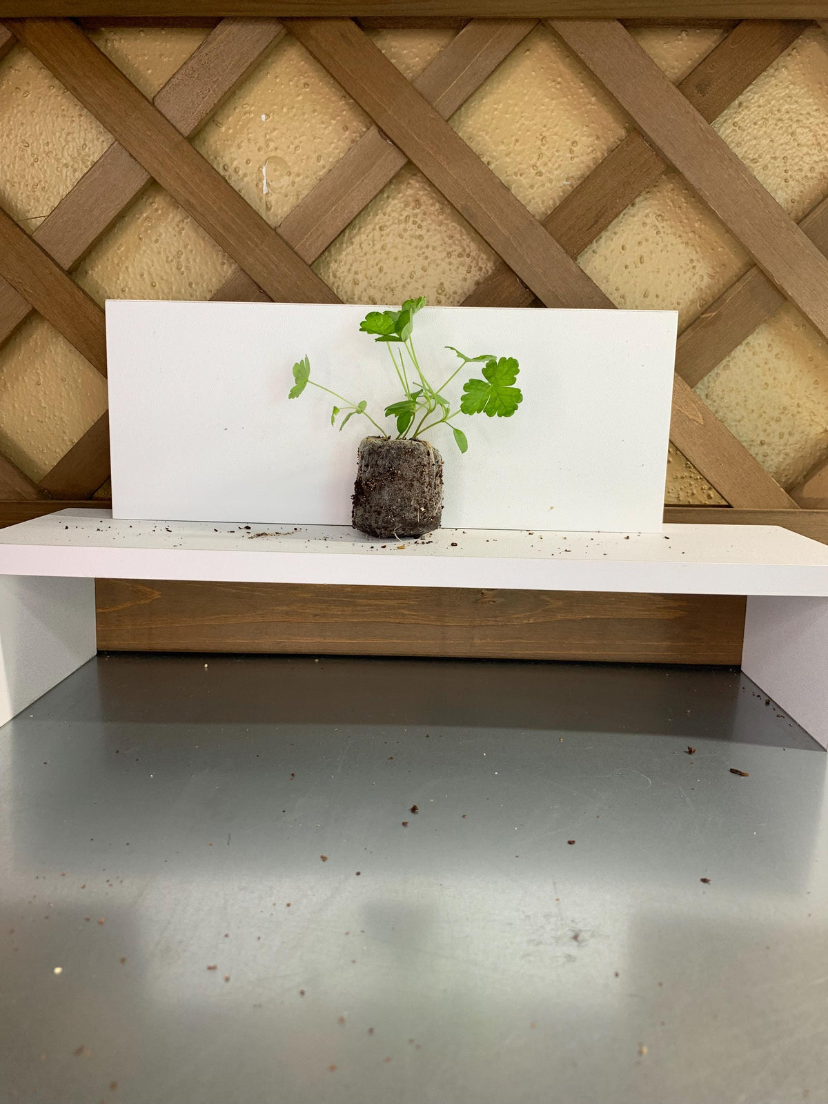 Parsley Seedlings, 3 Live Plugs for Garden Transplants, Soil or Hydroponic Growing