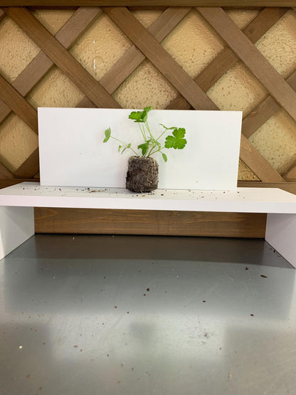 Parsley Seedlings, 3 Live Plugs for Garden Transplants, Soil or Hydroponic Growing