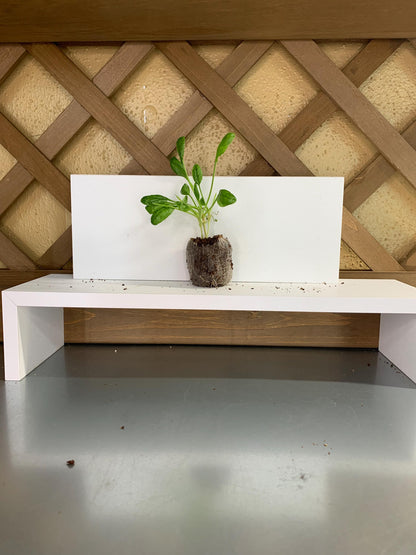 Spinach Seedlings, Three Rooted Plugs, For Gardens or Containers