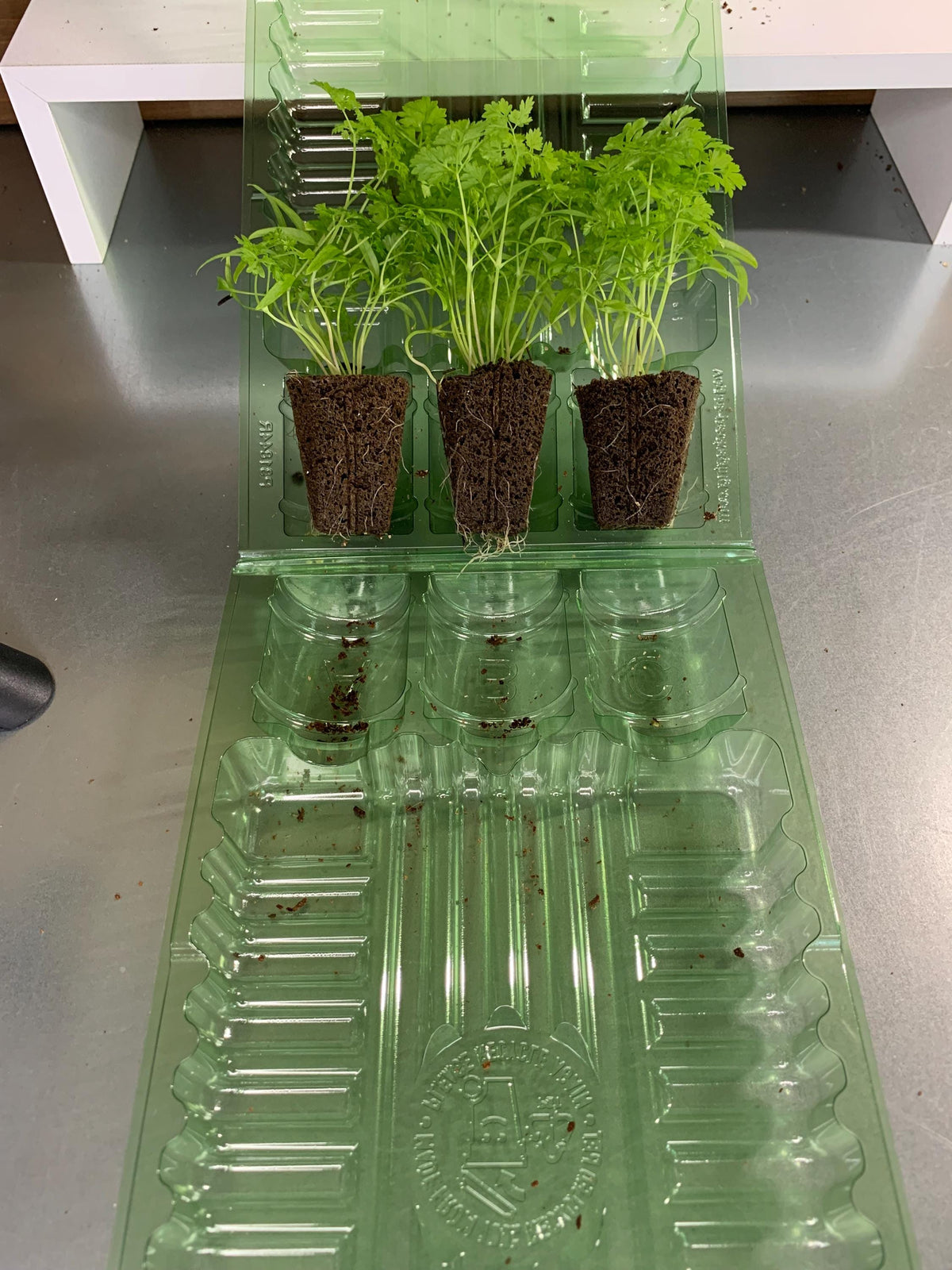 Winter Chervil Starter Plugs, 3 Plant Seedlings