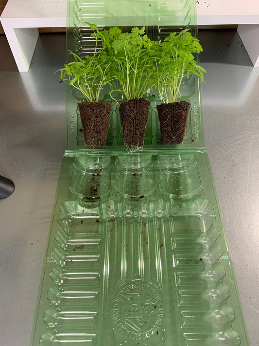 Winter Chervil Starter Plugs, 3 Plant Seedlings