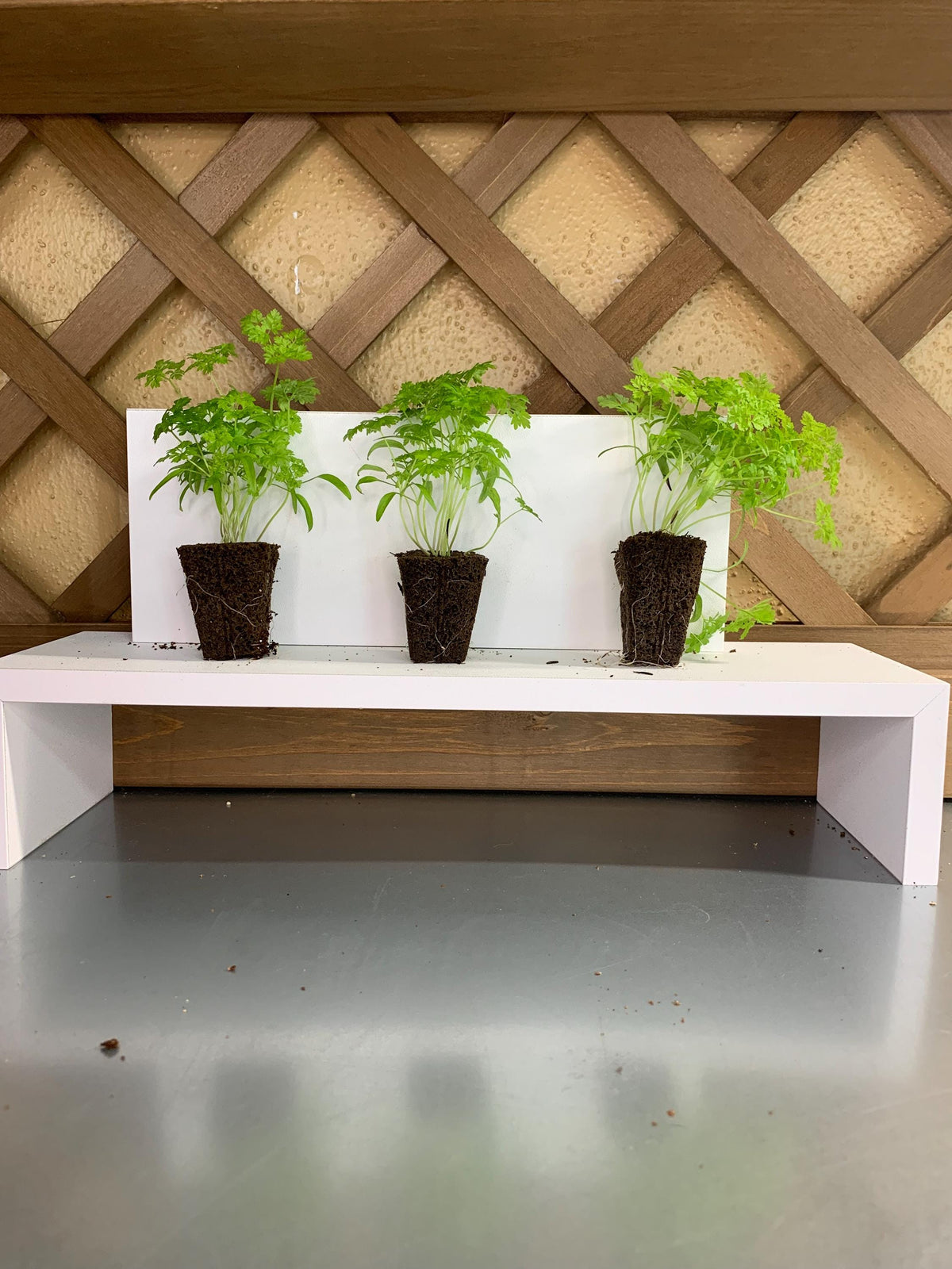 Winter Chervil Starter Plugs, 3 Plant Seedlings