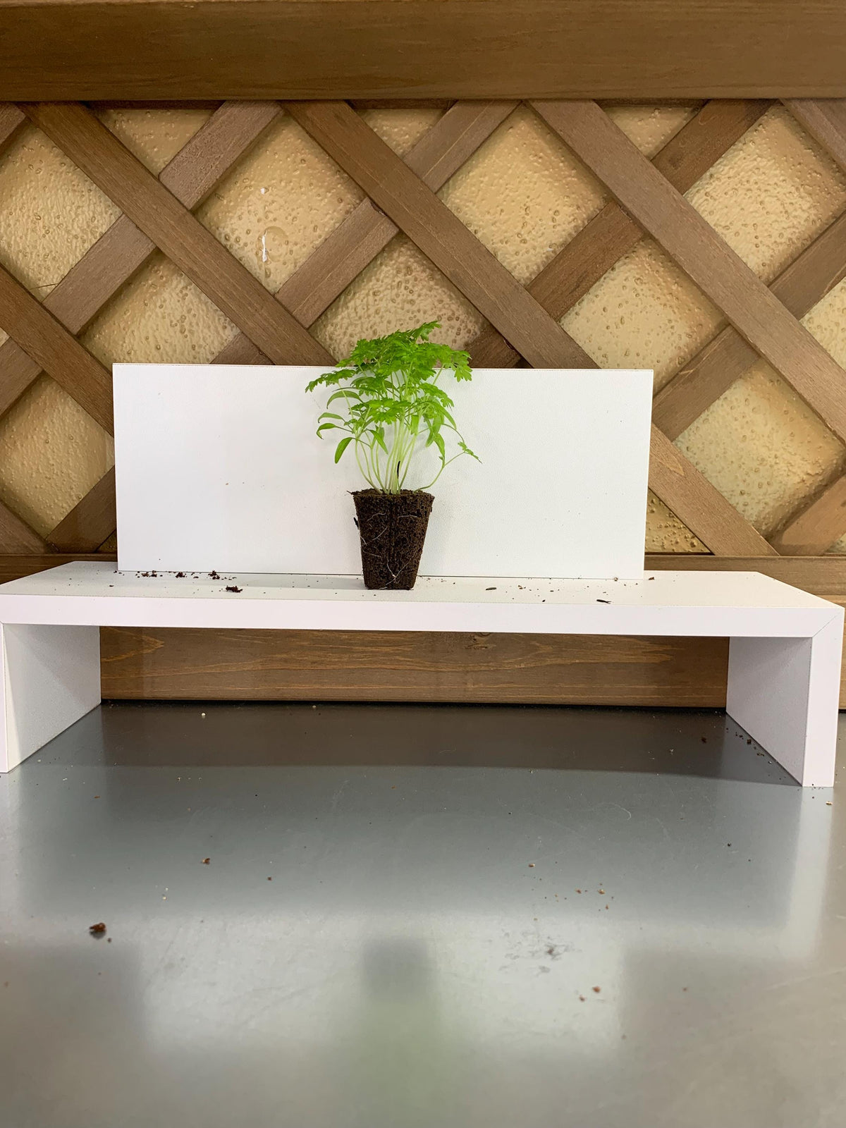 Winter Chervil Starter Plugs, 3 Plant Seedlings