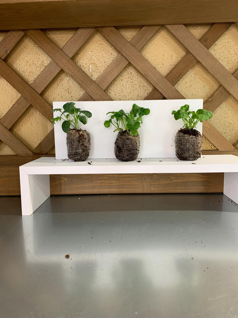 Arugula starter plants, Three live plugs, For garden beds or hydroponic setups