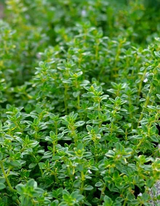 Top-down view of dense lemon thyme plant foliage, tiny aromatic leaves, ideal potted thyme plant for culinary use