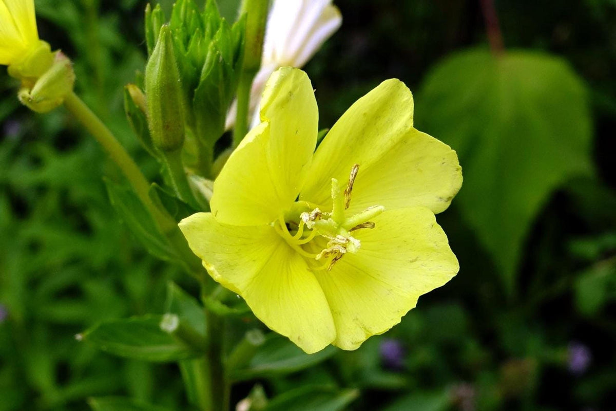 Tight macro of an Oenothera biennis blossom, pale yellow petals and evening blooming flowers detail