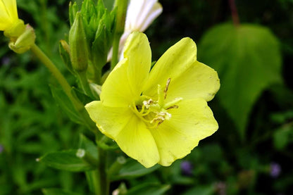 Tight macro of an Oenothera biennis blossom, pale yellow petals and evening blooming flowers detail