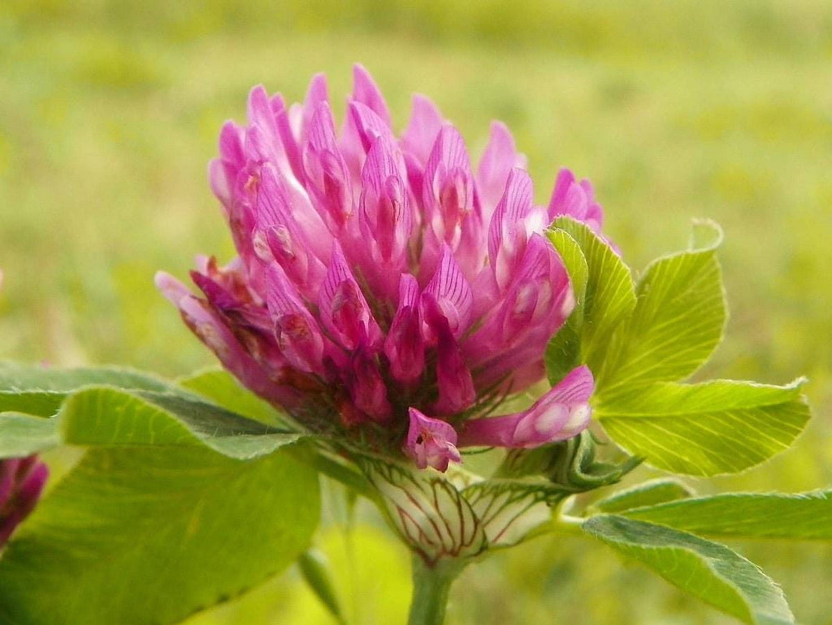 Mature red clover live plant with rounded magenta flower head, visible stem and fresh green leaves.