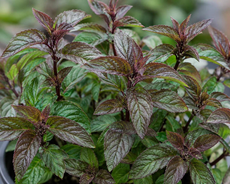 Close-up of fragrant chocolate mint plant starter, deep green leaves with bronze-purple new growth.