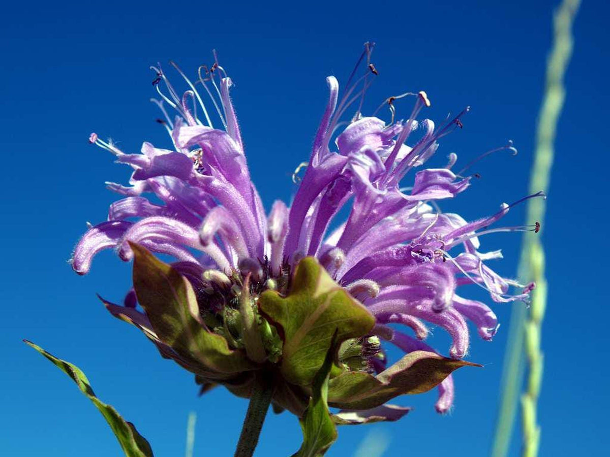 Close-up purple shaggy bloom against clear blue sky, Wild Bergamot Starter Plugs, Monarda fistulosa