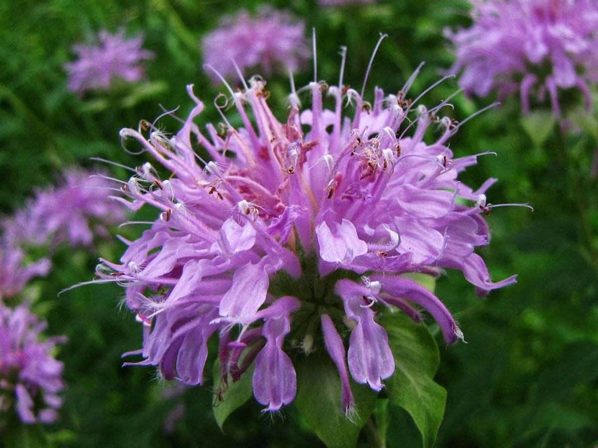 Cluster of pinkish-purple shaggy blooms with buds, wild bergamot plant for pollinator gardens, Wild Bergamot Starter Plugs