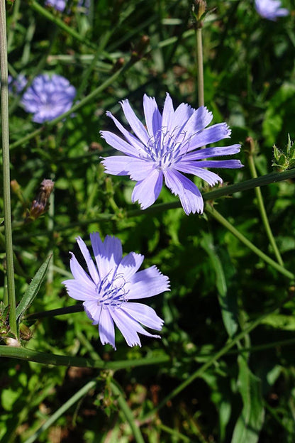 Cluster of pale blue chicory live plant flowers among grass, ideal for an herb garden planting