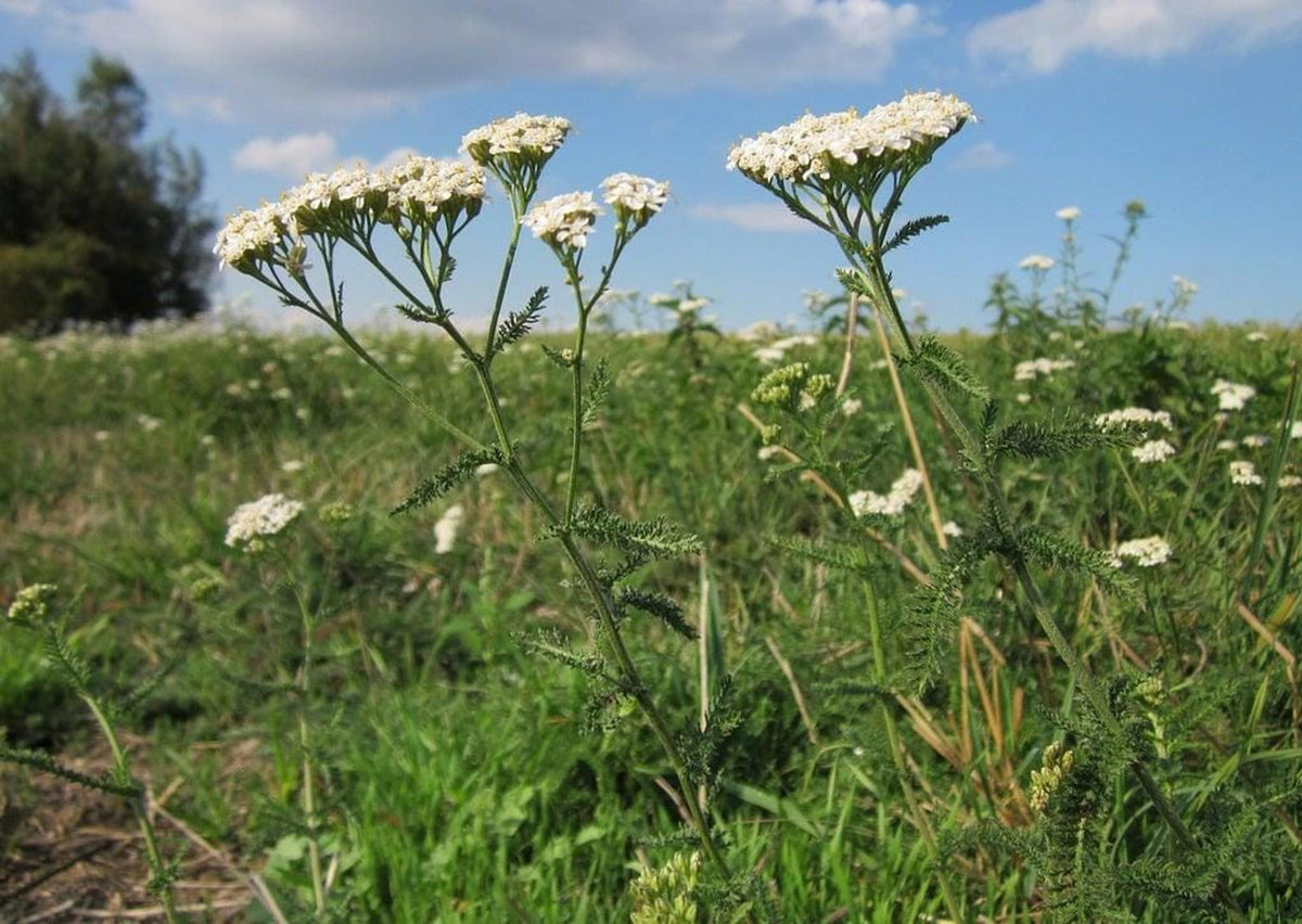 Open meadow view of garden yarrow plant stems and blooms, drought tolerant perennial under blue sky