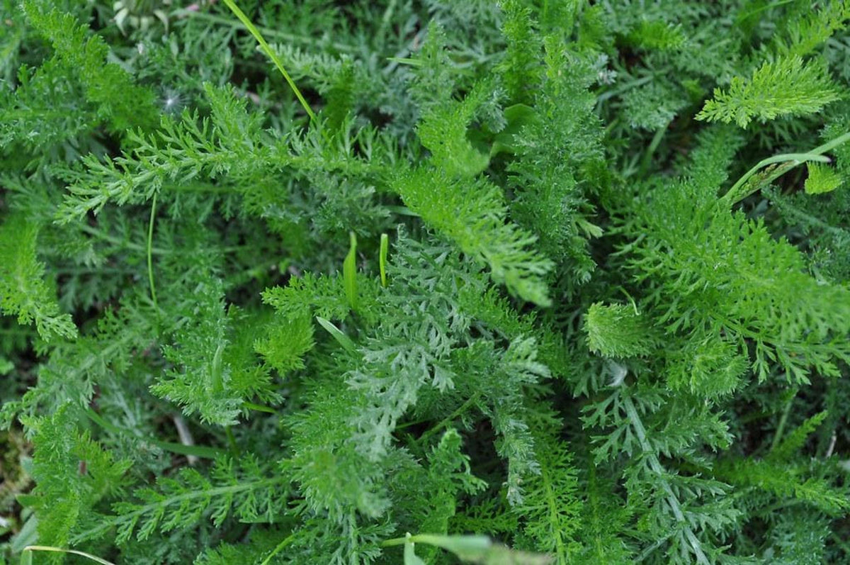 Dense feathery foliage of yarrow live plant starter plugs, finely divided leaves for cottage garden