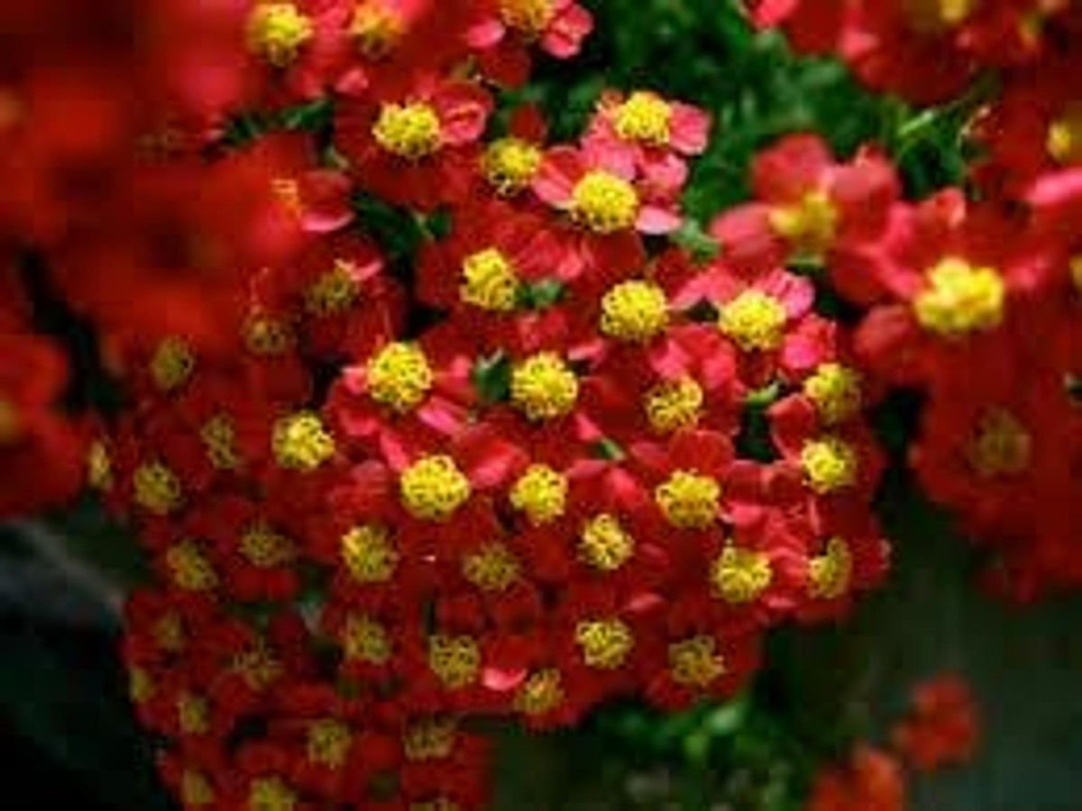 Tight macro view of Achillea millefolium Rubra, rich red flower heads peppered with yellow centers