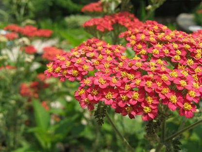 Side angle showing live Rubra Yarrow Plant sprays, flat-topped red-pink clusters attracting pollinators