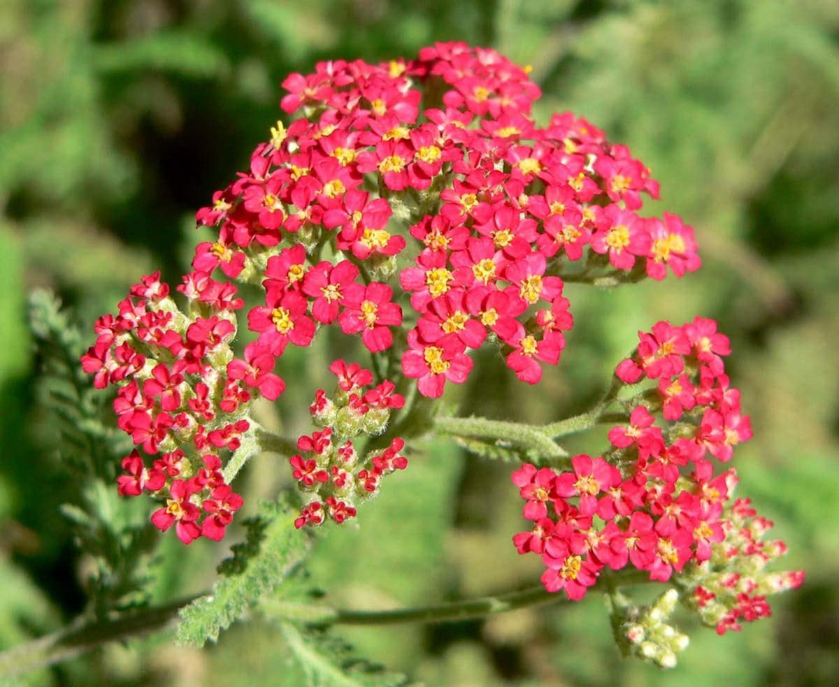Single stem of Rubra Yarrow Plant, airy foliage and red perennial flowers forming umbrella-like clusters